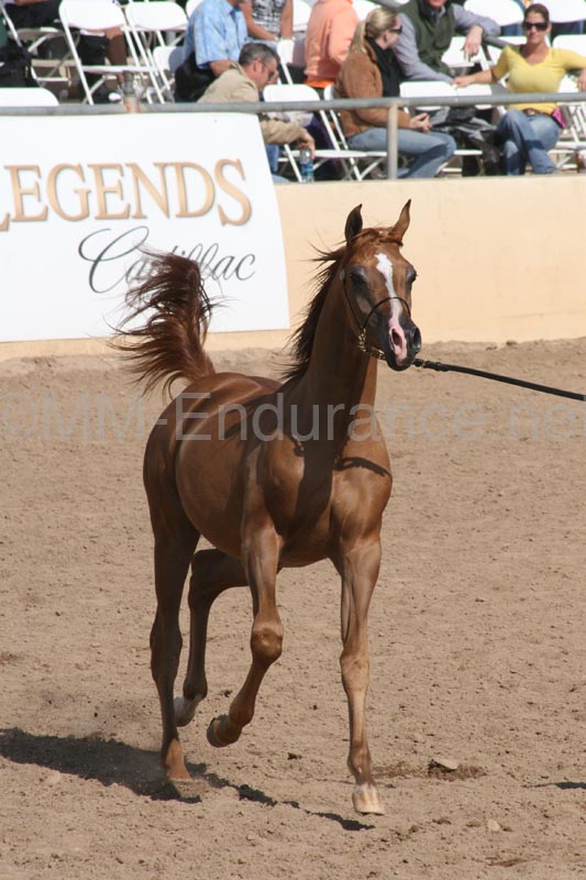 1102SAS_0534
