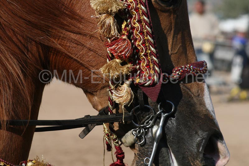 1102SAS_0561