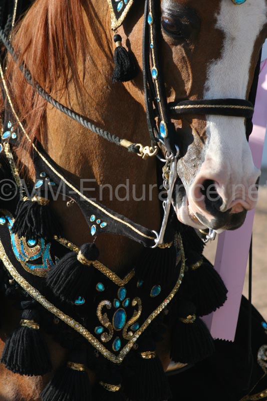 1102SAS_0588