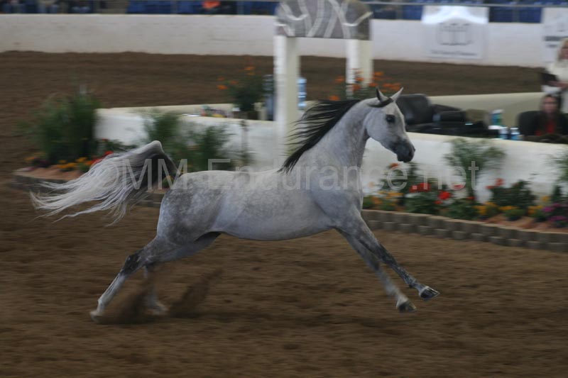 1102SAS_0594