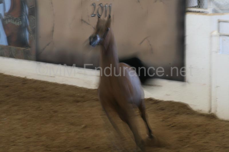 1102SAS_0607