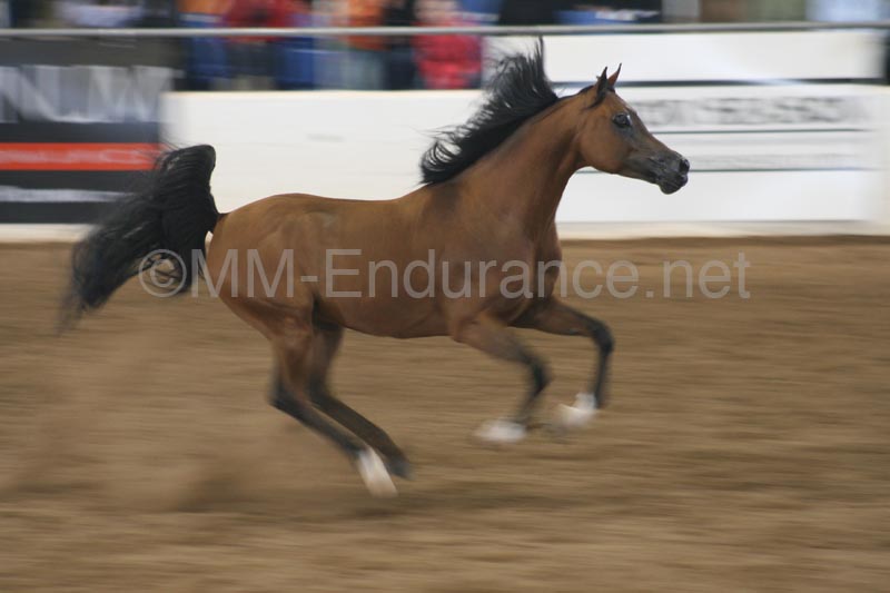 1102SAS_0611
