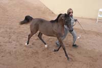 1102SAS_0498A