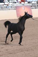 1102SAS_0502