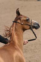 1102SAS_0508