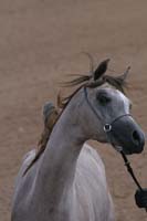 1102SAS_0515