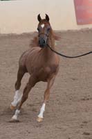 1102SAS_0519