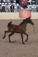 1102SAS_0520
