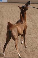 1102SAS_0521