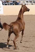 1102SAS_0532