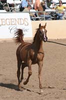 1102SAS_0534