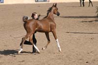 1102SAS_0537