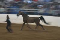 1102SAS_0598
