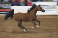 1102SAS_0611
