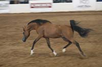 1102SAS_0613
