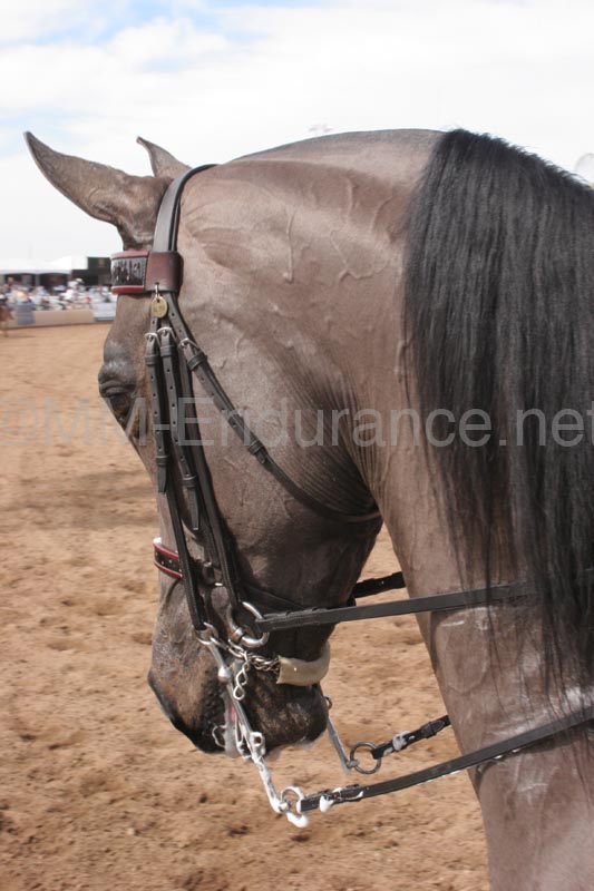 1102SAS_0633F