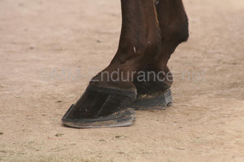 1102SAS_0690
