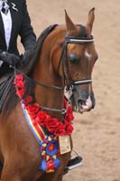 1102SAS_0642