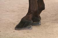 1102SAS_0690