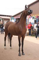 1102SAS_0784D