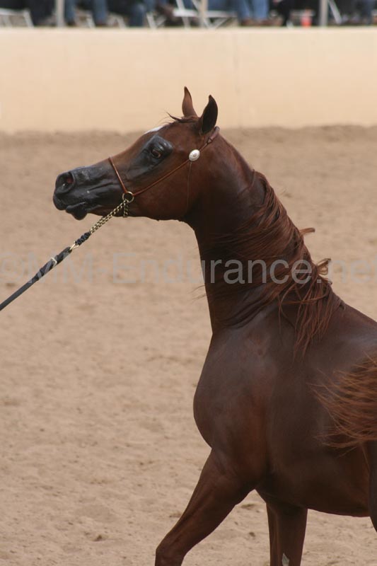 1102SAS_0906