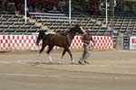1208TEV_375