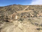 international/USA/2017TwentyMuleTeam/gallery/Lucy01/thumbnails/L18.jpg