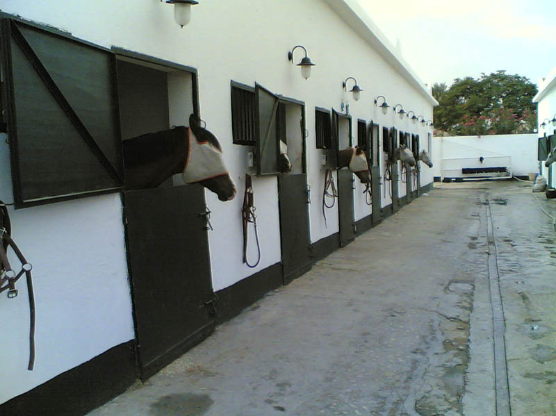 Qatari horses at SCC