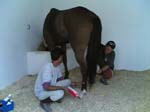 Checking Qatari horse