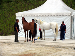 a couple horses and grooms