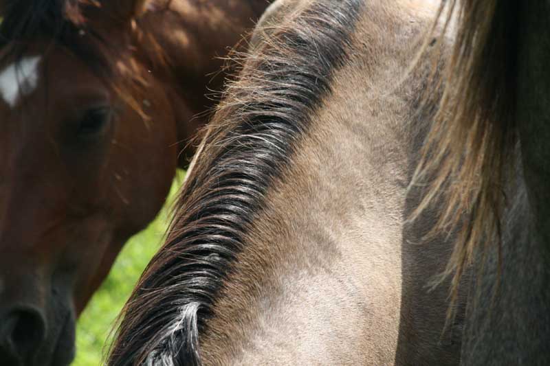 HDI079