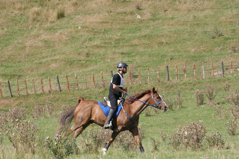 NZNI495