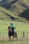 NZNI439