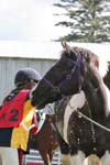 NZNI480