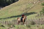 NZNI490