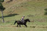 NZNI499