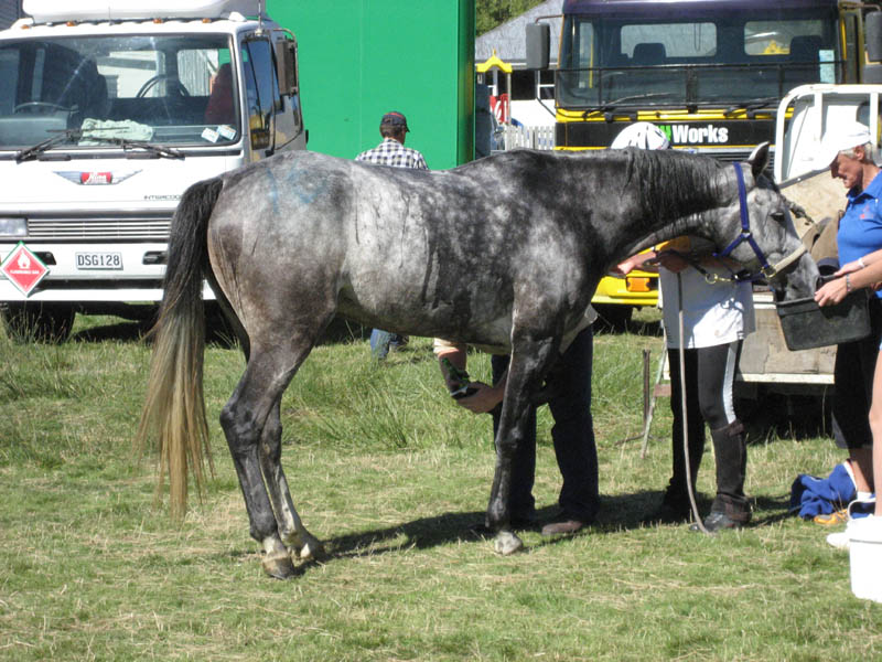 NZNI277