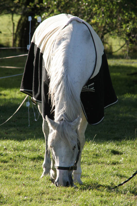 NZNI339