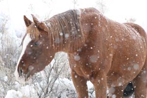 merri/goodrotator/IMG_6378.jpg