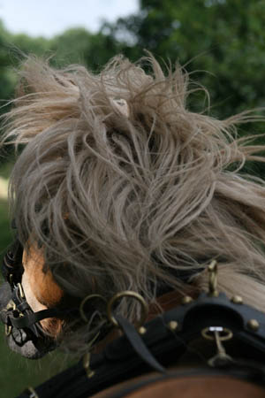 merri/goodrotator/RDG019.jpg