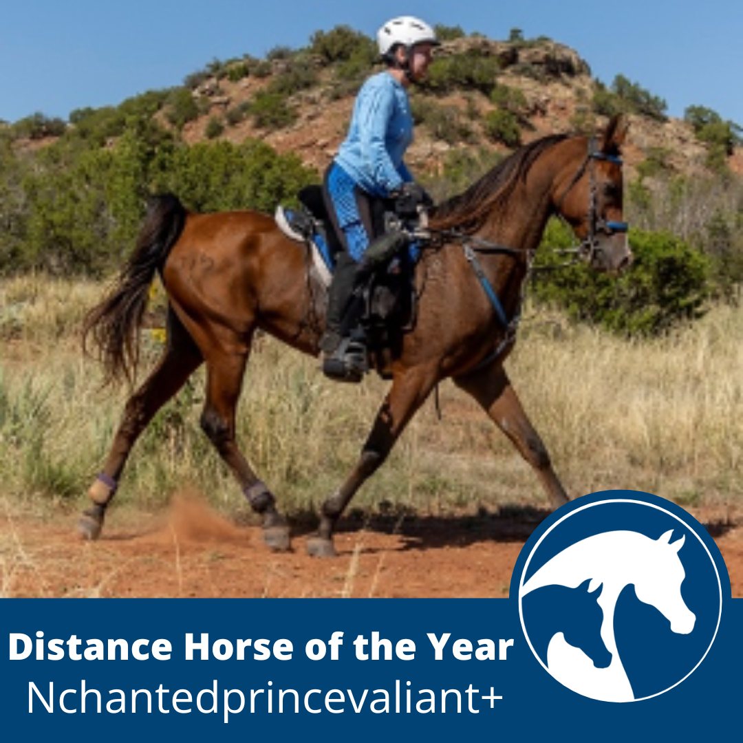 Arabian Distance Horse of the Year