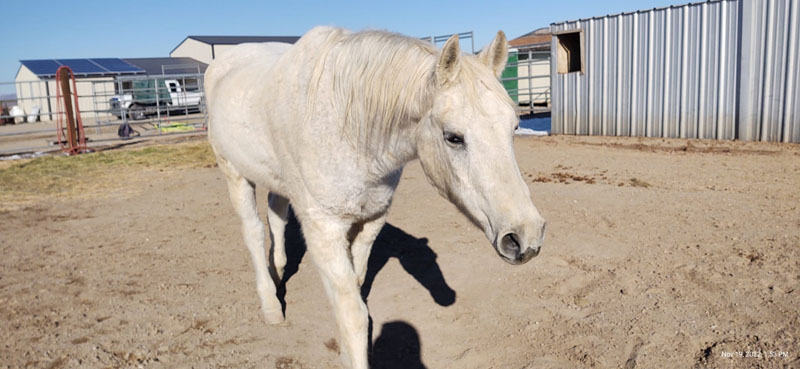 Endurance horse Tulip is Therapy horse