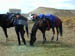 DSCN0938