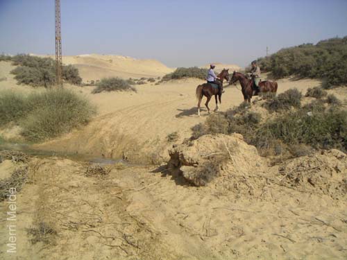 4_115_horseswon'tcross