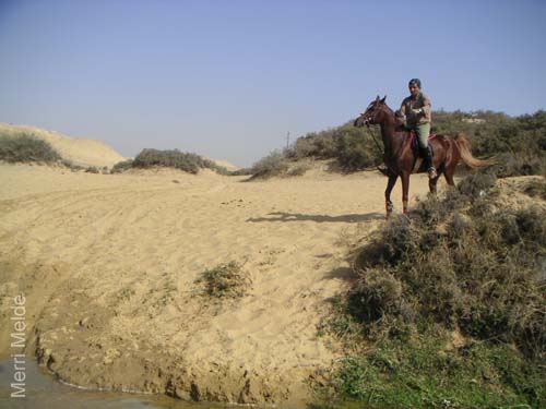 4_116_horseswontCross
