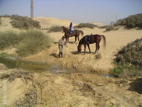4_118_horseswontCross