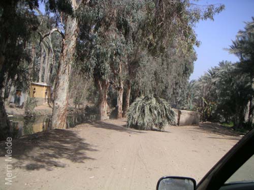 4_144_camelswithpalmbranches