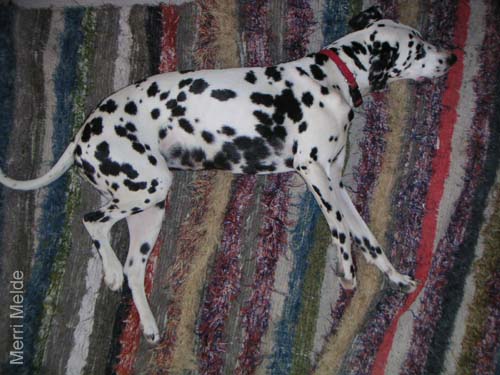 5_235_dog