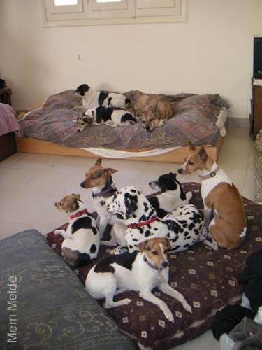 5_236_dogpile