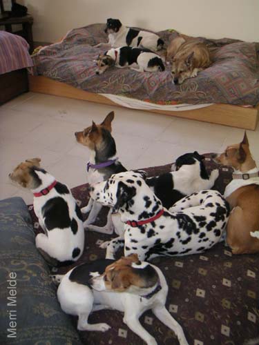 5_237_dogpile